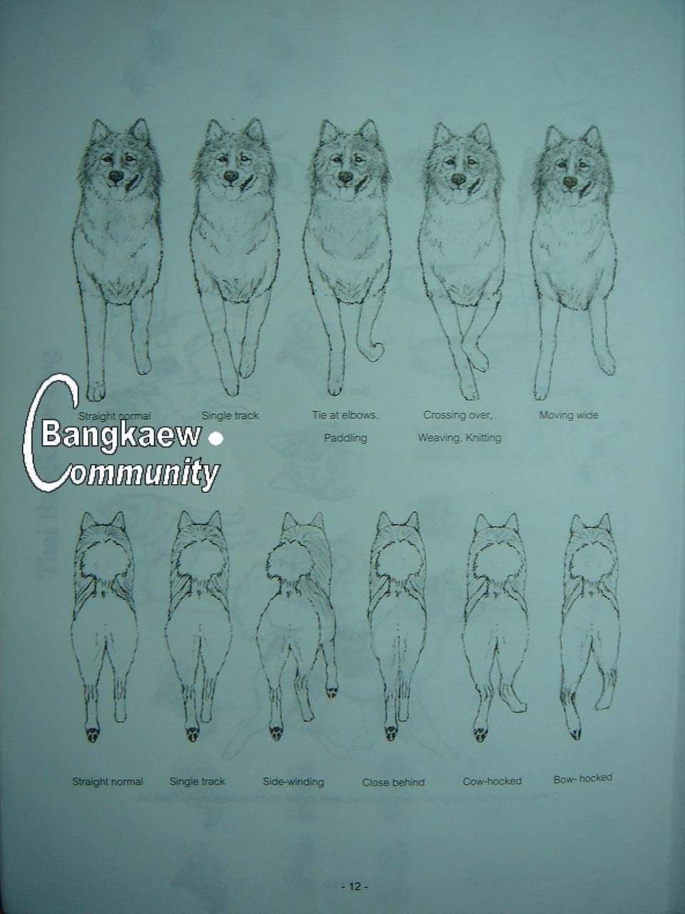 http://www.bangkaew.com/elearning/Standard/DSC00227.JPG