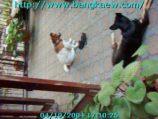 http://www.bangkaew.com/webboard/data/imagefiles/R2-20.jpg