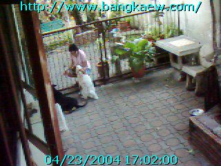 http://www.bangkaew.com/webboard/data/imagefiles/R2-23.jpg